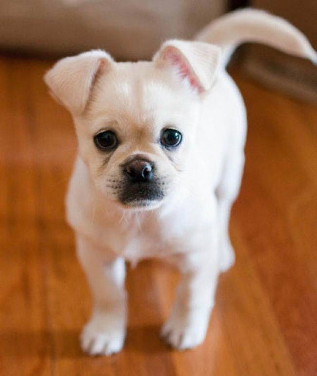 狗狗差抗体:揭示宠物免疫力的秘密